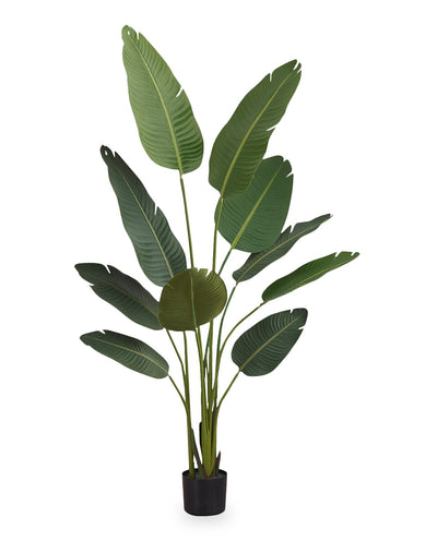 60" Artificial Bird of Paradise in 5" Pot | Oiseau du paradis artificiel de 60 po en pot de 5 po