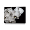 \"White Orchid Ii\" Canvas Framed Black 32x24 Wall Art