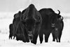 \"Europeans Bizons\" Giant Art 84x54 Wall Art
