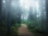 \"Lindsten - The Forest Of Secrets\" Giant Art 72x54 Wall Art