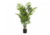 Areca Palm Tree 47