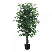 Ficus Tree 58