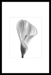 Framed Calla Lily Photography - 20