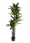 82.75” Artificial Indoor Dracaena in 8” Pot 