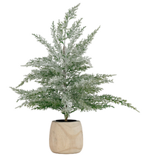 Kort & Co. Frosted Tree in Wood Pot 