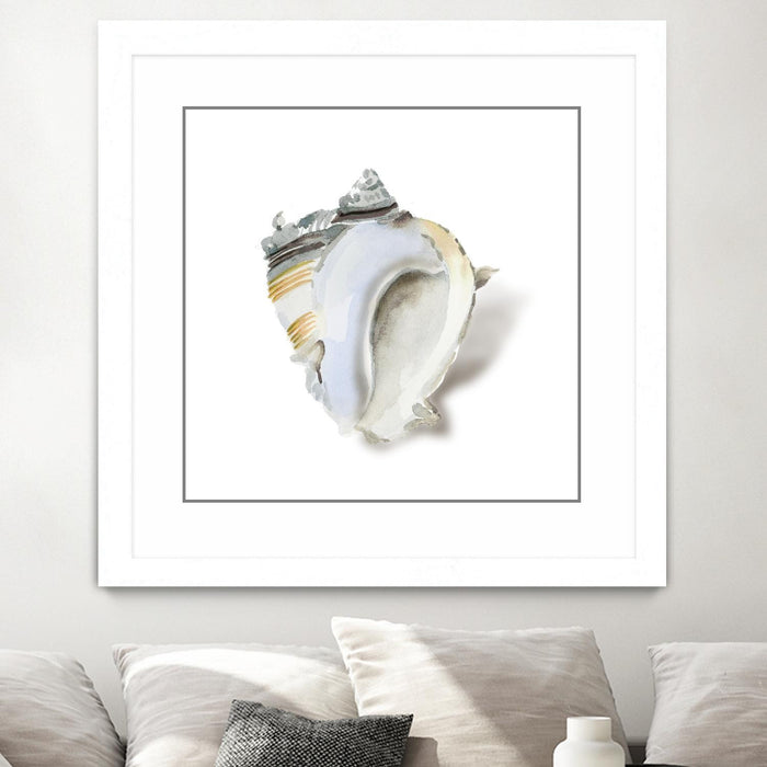 \"Seafoam Shell\" Matted and Framed White 36x36 Wall Art