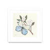 \"In The Garden Butterfly\" Matted and Framed White 36x36 Wall Art