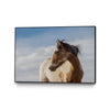 \"Horse With Patches\" Canvas Framed Black 36x24 Wall Art