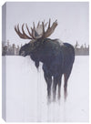 Golden Moose – 32\" x 48\"